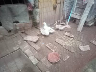 Ducks and drakes for sale