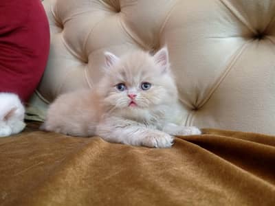 PERSIAN KITTEN 