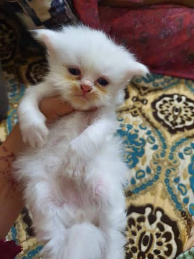 Cute & Healthy Kittens for Sale – Only for Loving Families (Lahore)