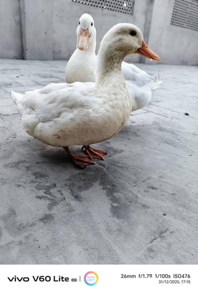 Ducks American Pekin