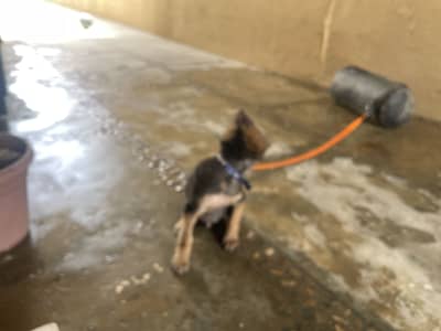 Gsd puppy long coat