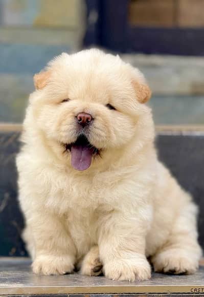 Chow chow puppies dog 92@330*540*6115