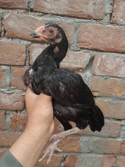 mianwali 7 months two aseel murgi for sale