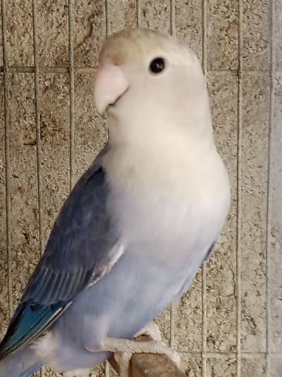 Opline lovebird pair .