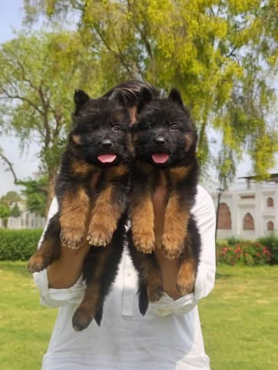 German Shepherd puppies available