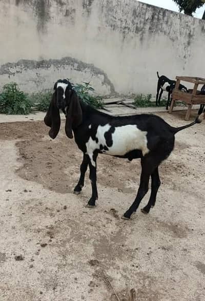 desi Bakra mashallah sehat mand janwar qurbani ke liye