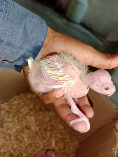 cocktail chicks 1500 per piece