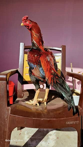 Aseel Rampuri Male avaliable for sale