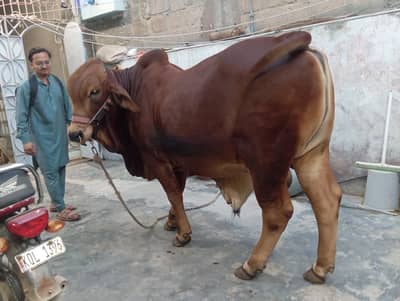 Sahiwal Bachra | 2 Dant Bachra For Sale | Bachra | Qurbani Cow | Heavy
