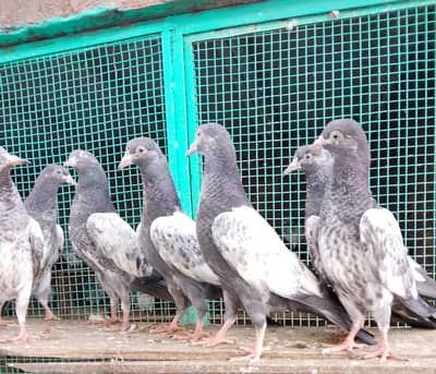 Tedyy and golden baby pigeons