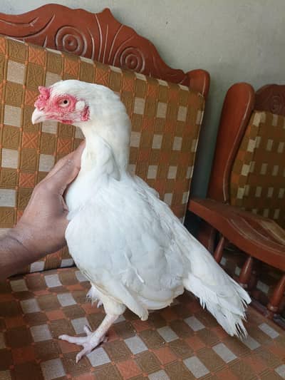 heera breeder madi flor sale.