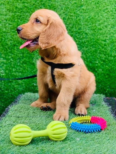 Top Quality Golden Retriever puppy Available