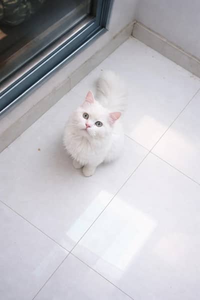 PERSIAN CATS FOR SALE