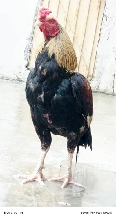 Aseel Java for sale. White Nok nalli