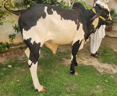 sindhi Bull /nukra Bachra /dondy|cholistani /Qurbani 2026 /desi bulls