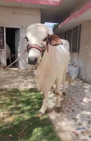 /nukra Bachra /dondy|cholistani /Qurbani 2026 /desi bulls