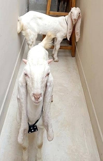 gulabi goat pair