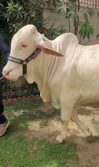 sindhi Bull /nukra Bachra /dondy|cholistani /Qurbani 2026 /desi bulls