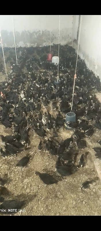 1 month plus chicks australop for sale