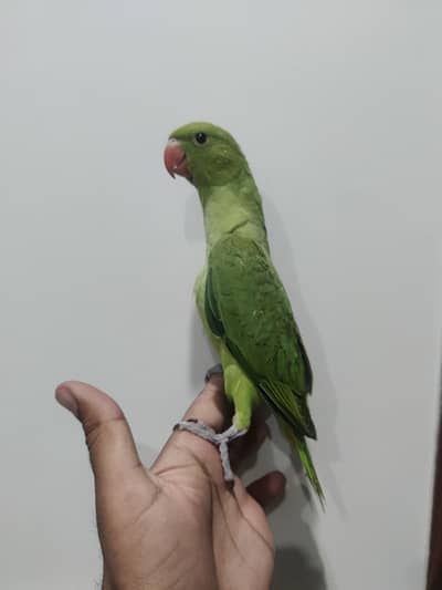 Hand Tame Parrot Available