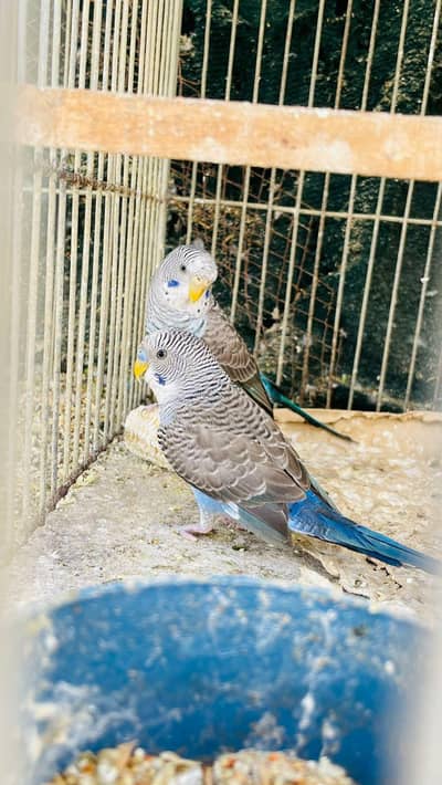 black wing budgies with cage