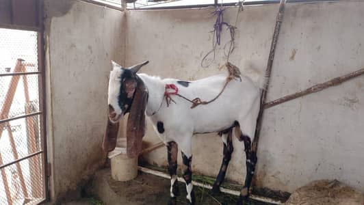 bakra kamori preta cros