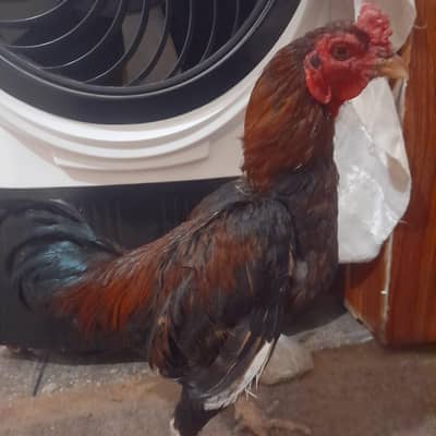 pure Barmi aseel murga.   contact on this number 03249785337