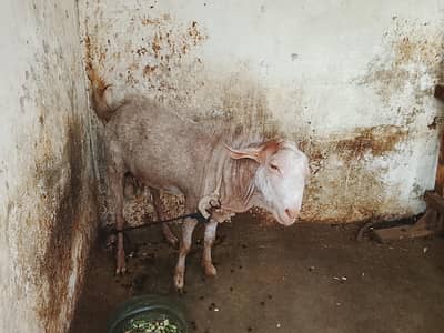 teddy bakra has a b reader