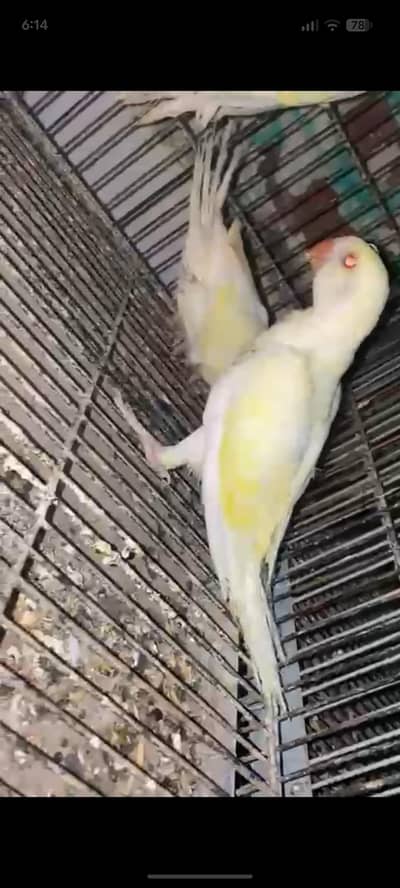 White Creamo fully covered chicks