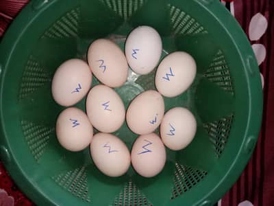 Aseel withe Hera nasal ki murgio k agg available