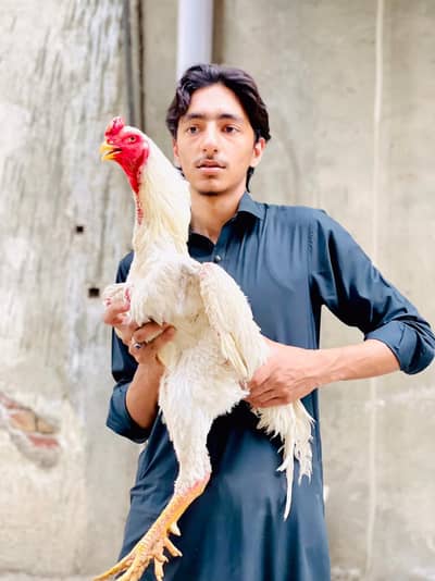 Heera Shamo Male good hight