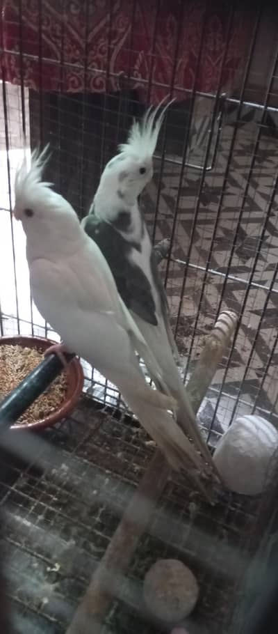 cocktail breeder pair urgent for sale