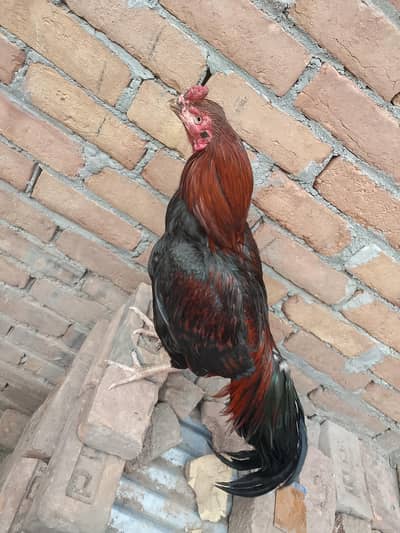 aseel mianwali farm
