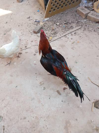 aseel mianwali farm