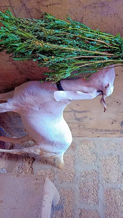 Tedda football bakra Bakro bakrai bakri