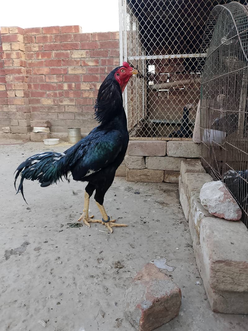 young Pati patha 1