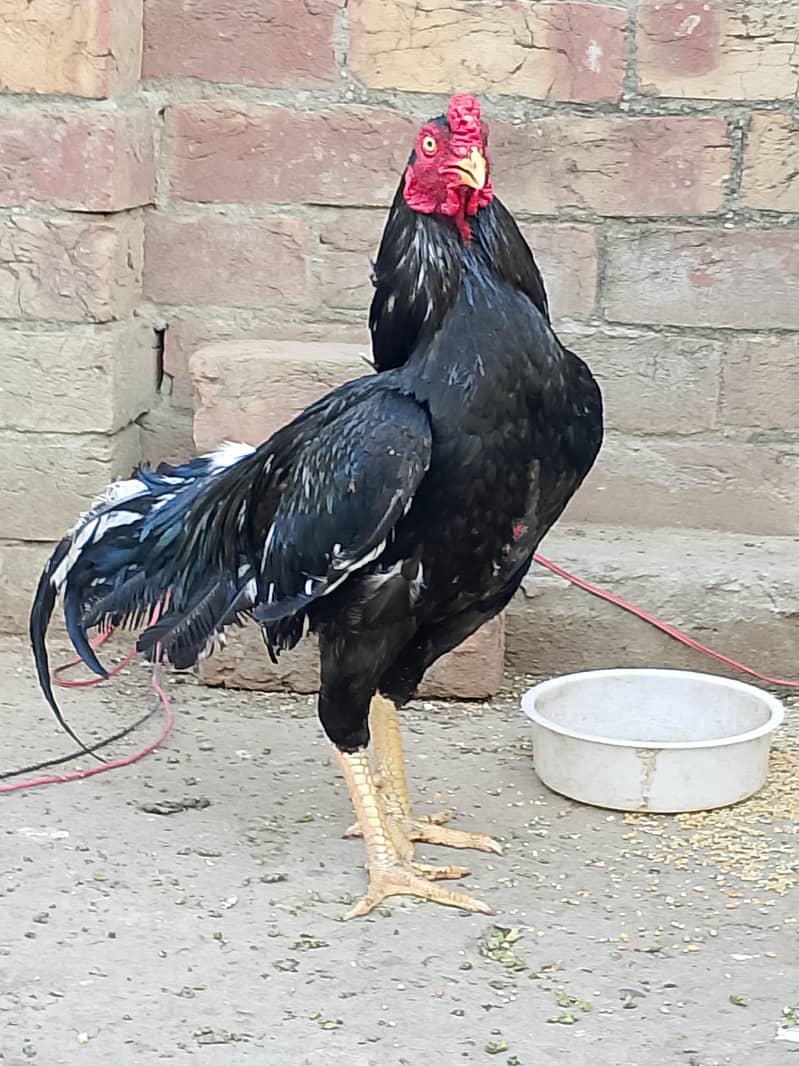 young Pati patha 3