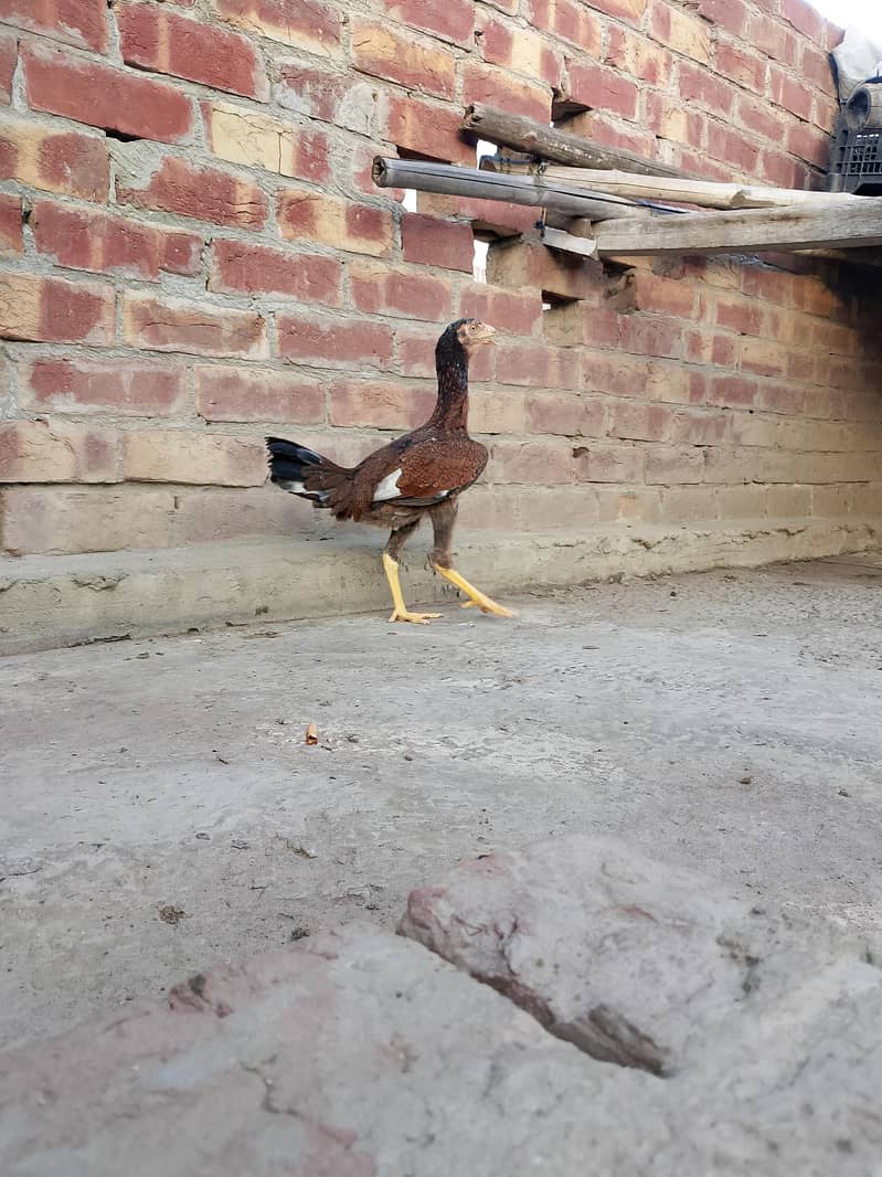 young Pati patha 7