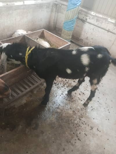 Male goats / Bakray qurbani or haqeeqa Bakra for sale
