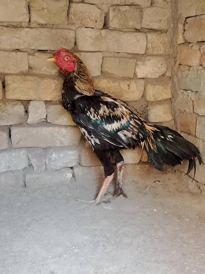 Aseel Murgha For sale