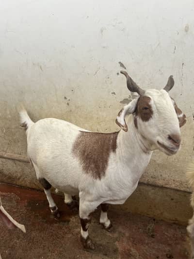 Gabban bakri for sale