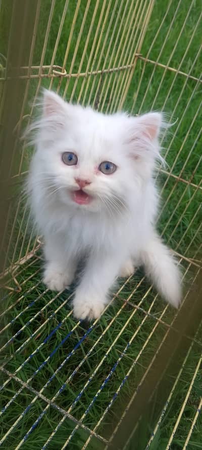 Triple Coated Persian Kitten For Sale