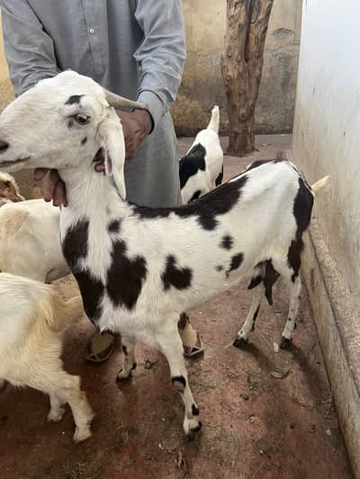 gabban bakri for sale