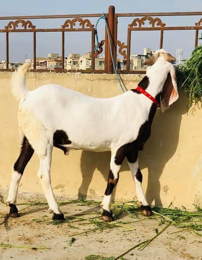 rajanpuri bakra for sale