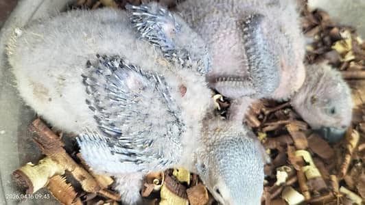 african grey parrot / chiks  / parrot / african grey parrot