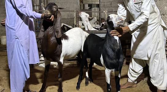 khassi 2 dant qurbaani  bakery for sale