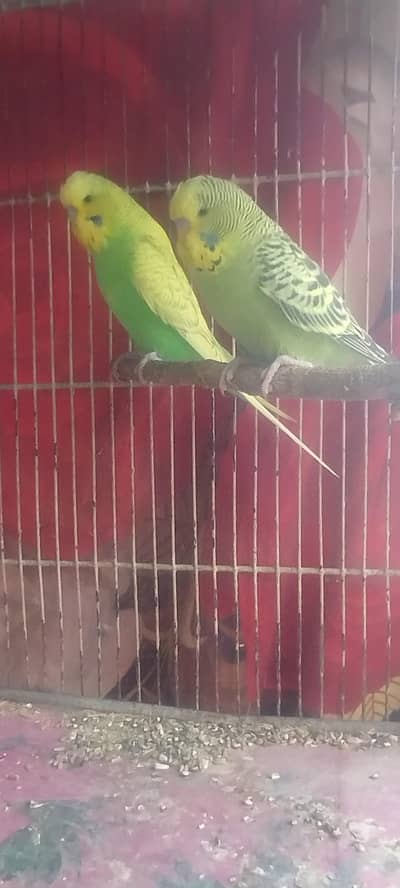 exhibition budgies 03232216041