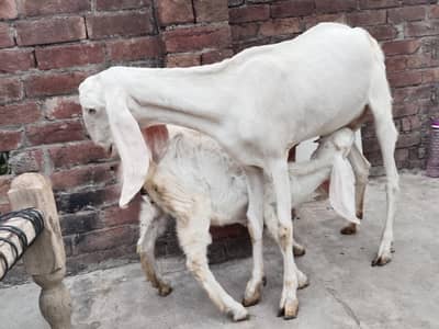 Gulabi barki rajanpuri