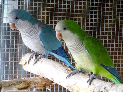 Green and blue monk parrots