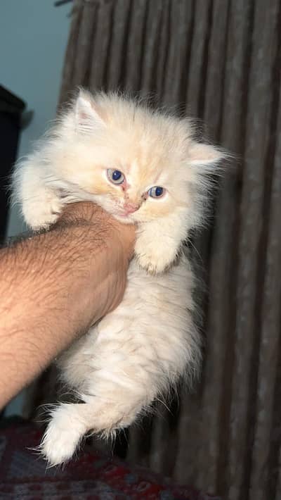 Adorable Healthy Kittens for Sale  | Playful, Family-Friendly Cats